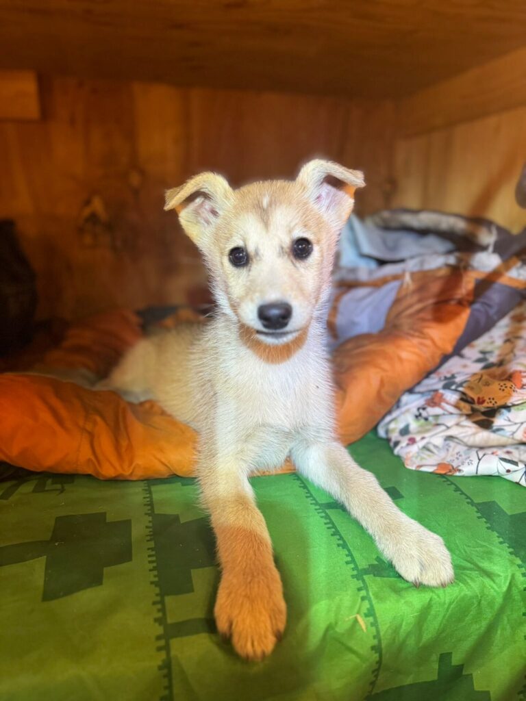 harper