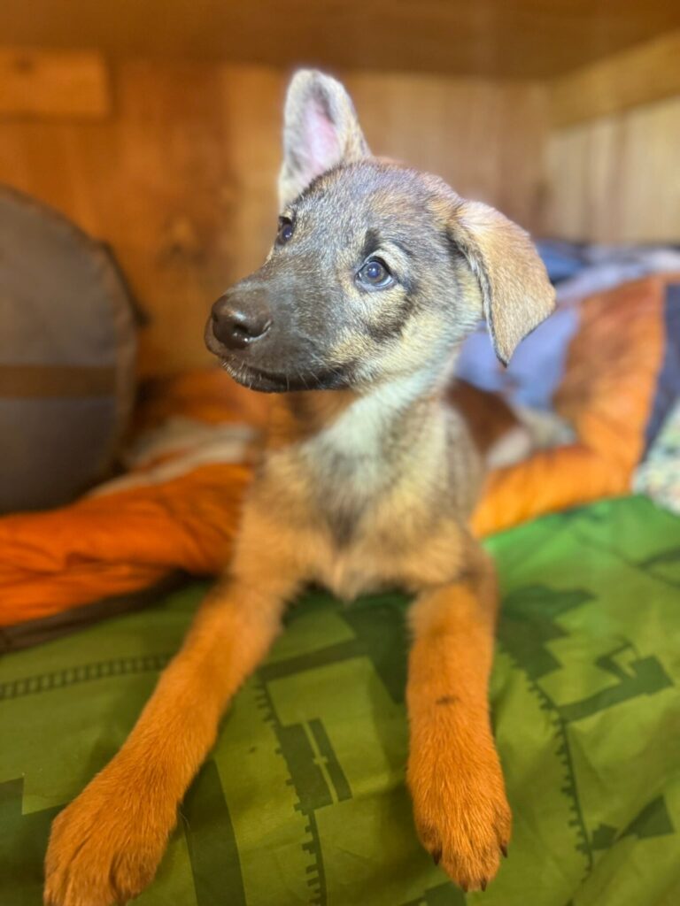 kukoc