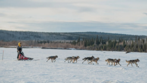 northstardogmushing
